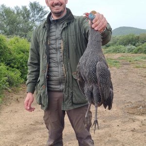 Guinea Fowl Hunt Eastern Cape South Africa