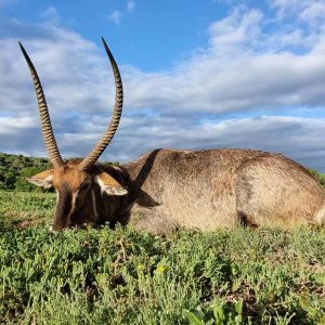 Waterbuck Hunt Eastern Cape South Africa