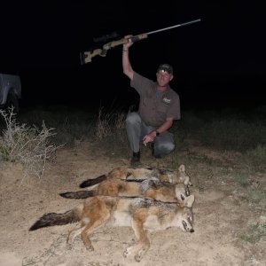 Jackal Hunt Eastern Cape South Africa