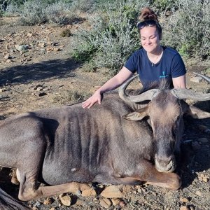 Blue Wildebeest Hunt Eastern Cape South Africa