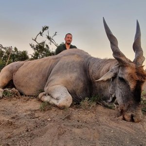 Eland Hunt Eastern Cape South Africa