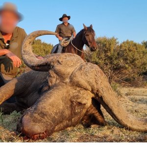 Horseback Buffalo Hunt