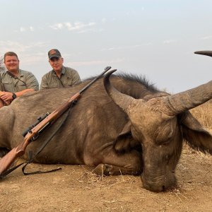 Buffalo Cow Hunt Limpopo South Africa