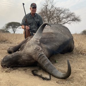 Buffalo Cow Hunt Limpopo South Africa