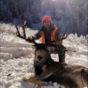 Mule Deer Hunt Colorado