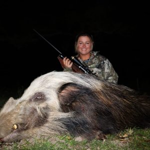 Bushpig Boar Hunt South Africa