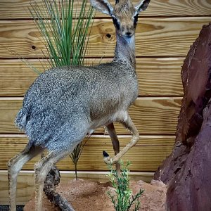 Klipspringer Full Mount Taxidermy