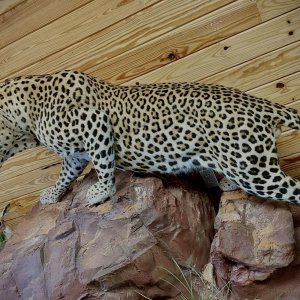 Leopard Full Mount Taxidermy