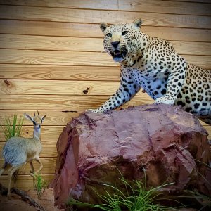 Leopard Full Mount Taxidermy