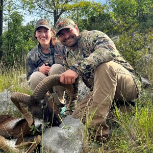 Mouflon Sheep Hunt Croatia