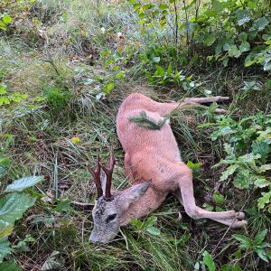 Roe Deer Hunt Slovenia