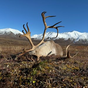 Caribou Hunt Alaska