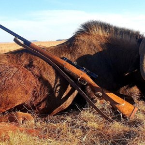 Hunting Black Wildebeest