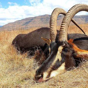 Sable Hunting