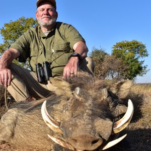 Warthog Hunt Limpopo South Africa