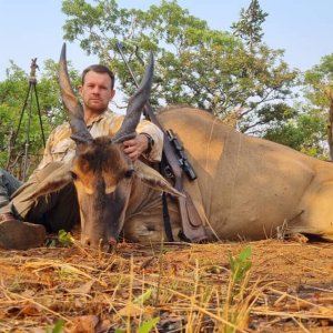 Eland Hunt Brachystegia Forest North-Western Zambia