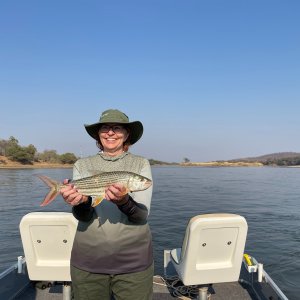 Fishing Tigerfish Zambezi River