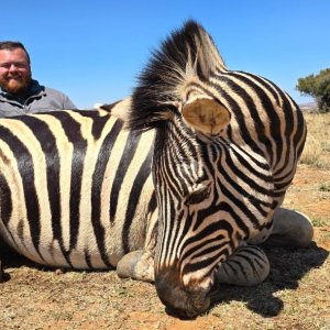 Zebra Hunt South Africa