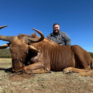 Golden Wildebeest Hunt South Africa