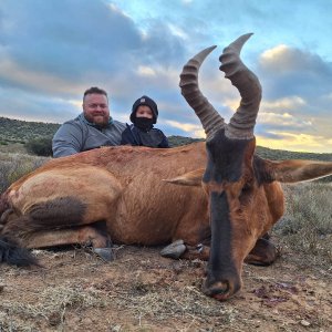 Red Hartebeest Hunt South Africa