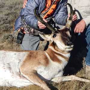 Pronghorn Hunting Wyoming