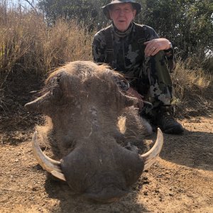 Warthog Hunt Eastern Cape South Africa