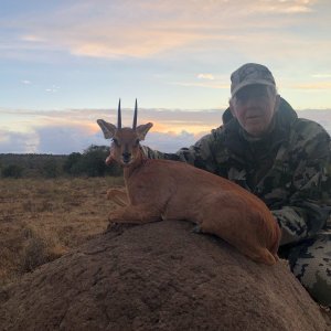 Steenbok Hunt Eastern Cape South Africa