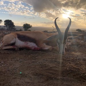 Springbok Hunt Eastern Cape South Africa