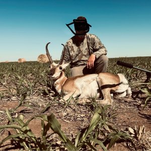 Pronghorn Hunt Texas