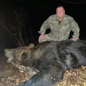 Brown Bear Hunt Romania