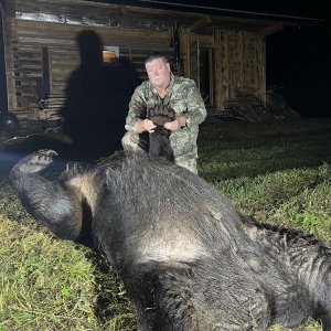 Brown Bear Hunt Romania