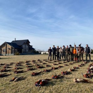 Pheasant Hunting Romania