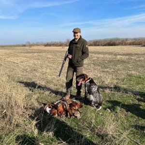 Pheasant Hunting Romania