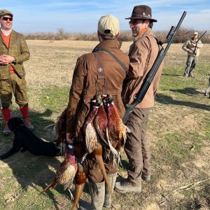 Pheasant Hunting Romania