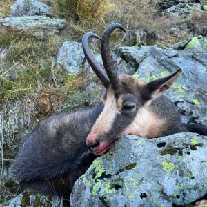 Chamois Hunt Romania