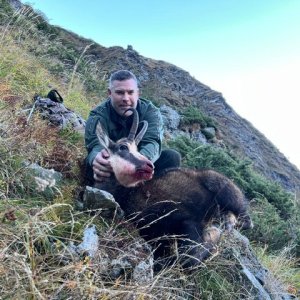 Chamois Hunt Romania