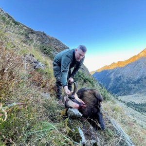 Chamois Hunt Romania