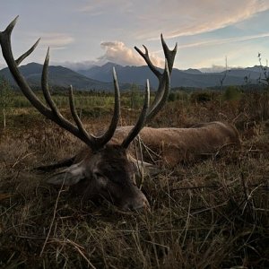 Stag Hunt Romania