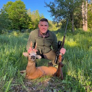 Roe Deer Hunt Romania