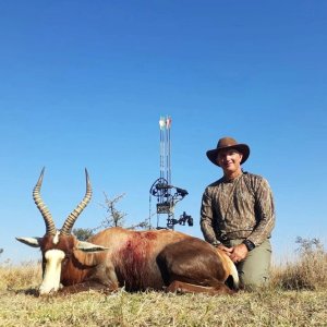 Blesbuck Bow Hunt North Limpopo South Africa