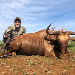 Golden Wildebeest Bow Hunt North Limpopo South Africa