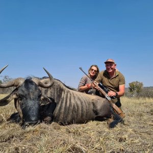 Blue Wildebeest Hunt Limpopo South Africa