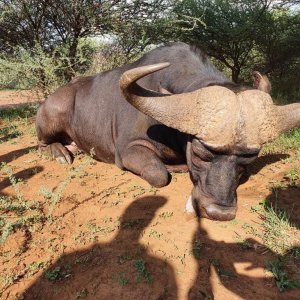 Buffalo Hunt Limpopo South Africa