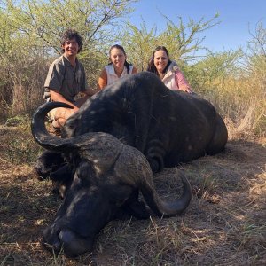 Buffalo Hunt Limpopo South Africa