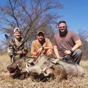 Warthog Duo Hunt Limpopo South Africa