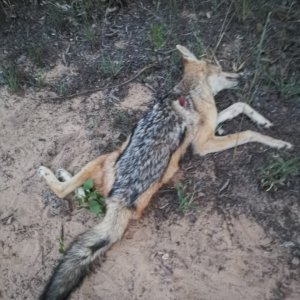 Jackal Hunt Limpopo South Africa