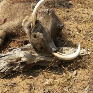 Warthog Hunt Limpopo South Africa