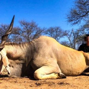 Eland Hunt Limpopo South Africa