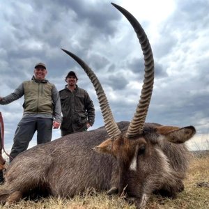 Waterbuck Hunt Limpopo South Africa