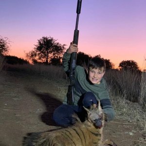 Aardwolf Hunt Limpopo South Africa